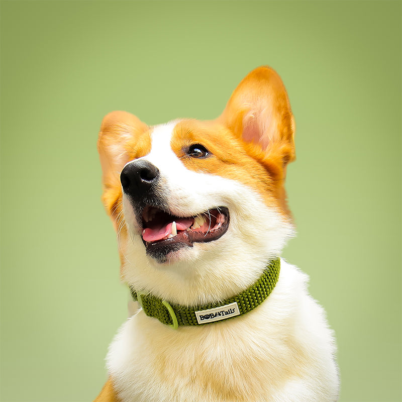 Cols de chien tactique de petit chien
