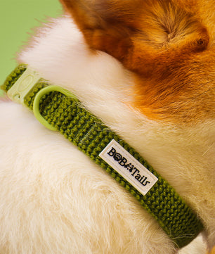 Cols de chien tactique de petit chien