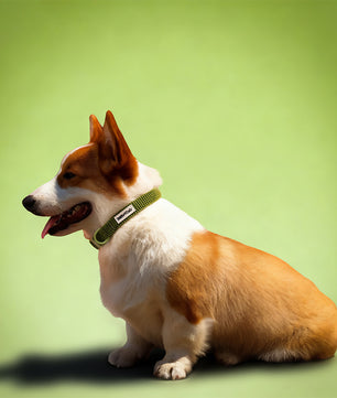 Cols de chien tactique de petit chien