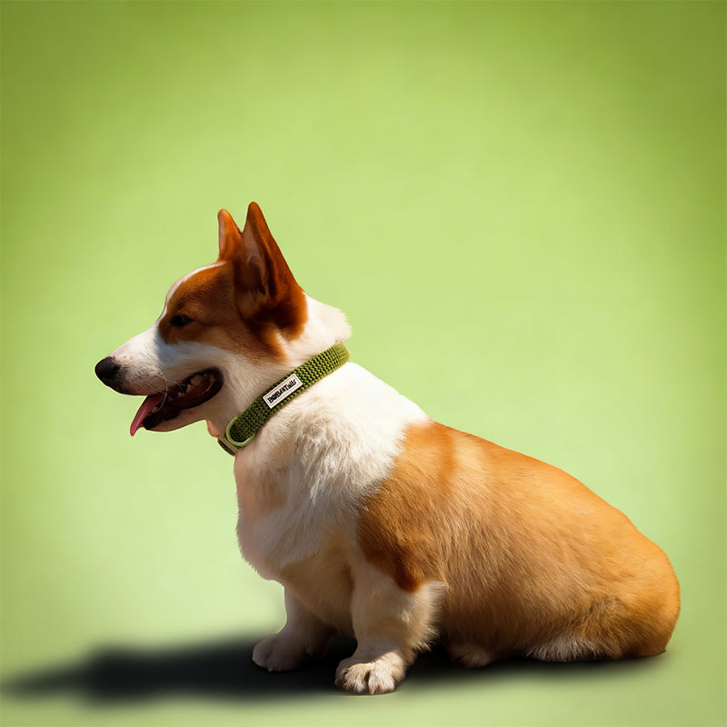 Cols de chien tactique de petit chien