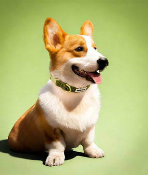 Cols de chien tactique de petit chien