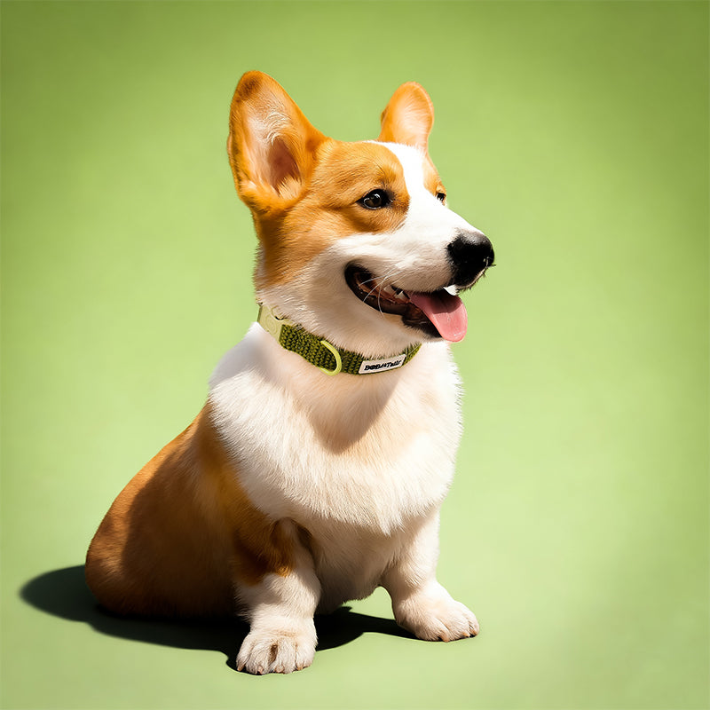 Cols de chien tactique de petit chien