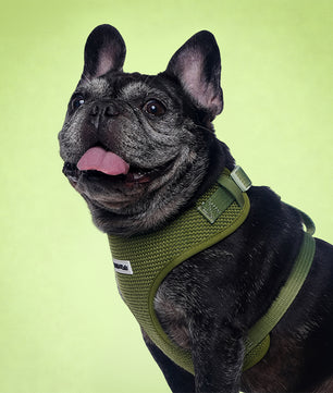 Harnais de chien de pull