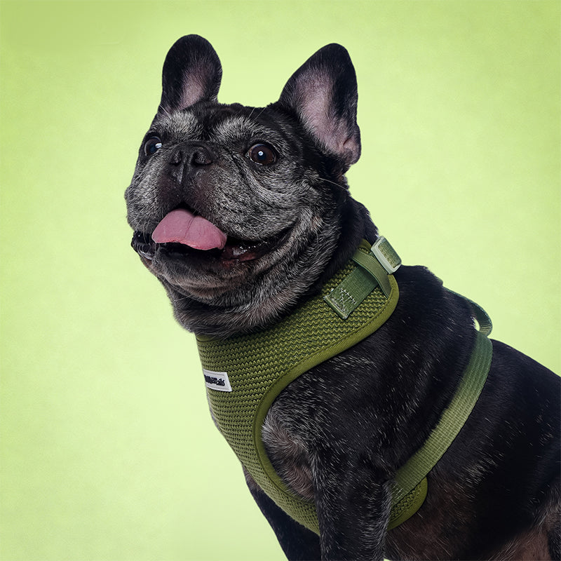 Harnais de chien de pull