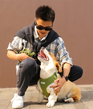 Harnais de chien de pull