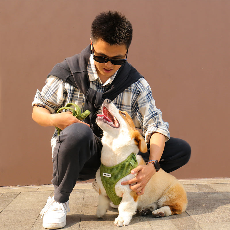Harnais de chien de pull