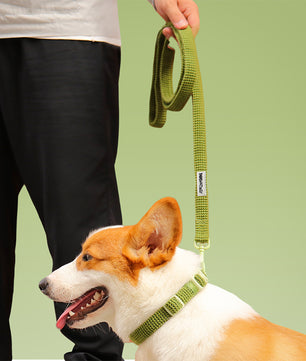 Lâche de chien de pull