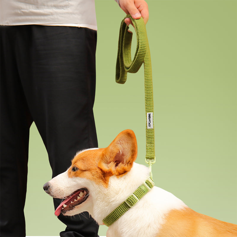 Lâche de chien de pull