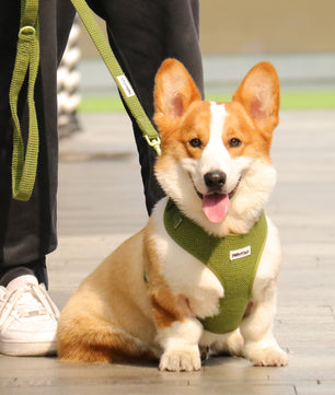 Sweater Knit 3-Piece Dog Harness Bundle