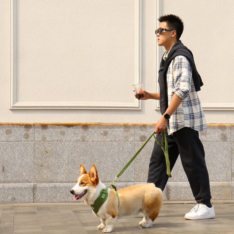 Sweater Knit 3-Piece Dog Harness Bundle