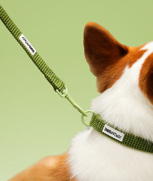 Lâche de chien de pull