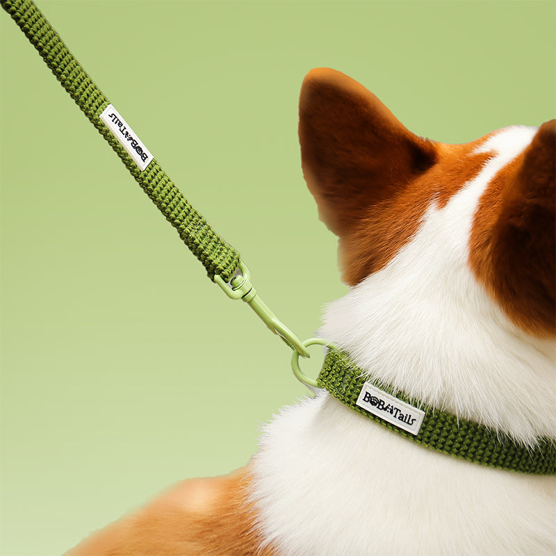 Lâche de chien de pull