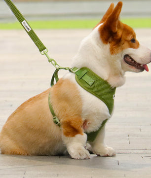 Sweater Knit 3-Piece Dog Harness Bundle
