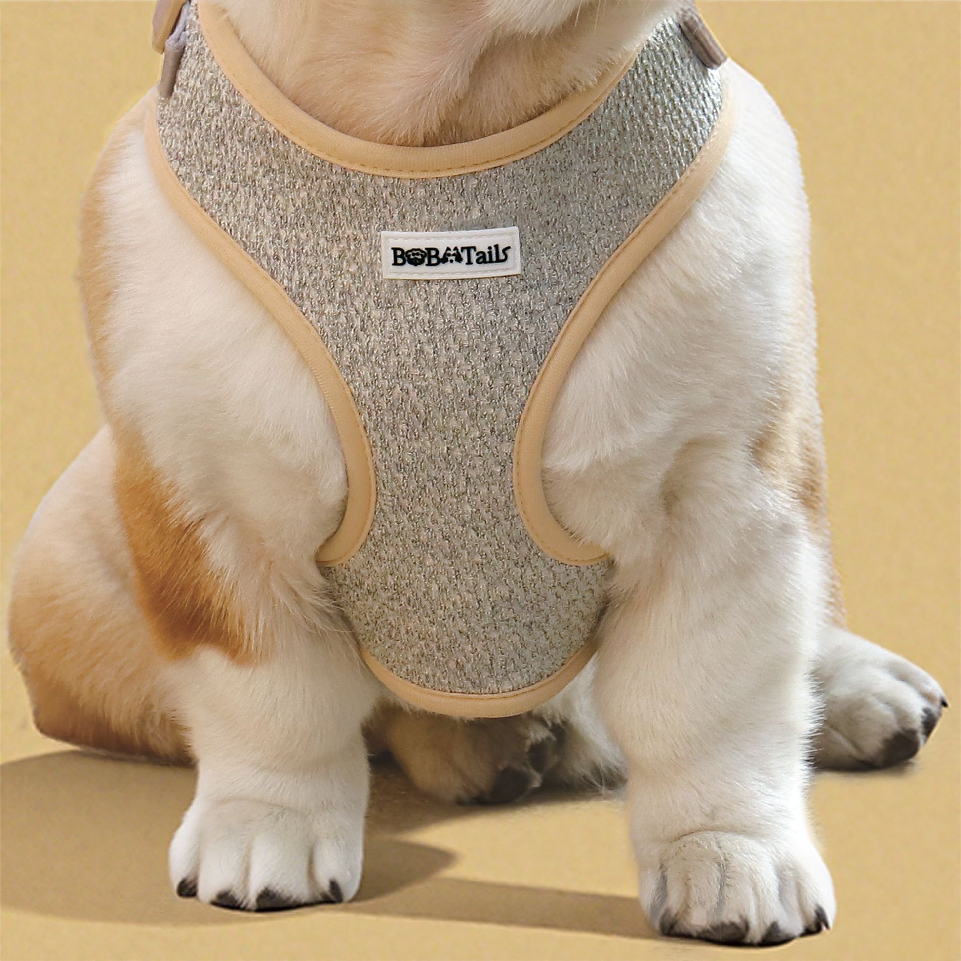 Dog wearing a harness with 'Bobotails' branding 