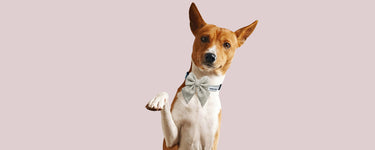 chunky knit matching harness dog bow ties with collar