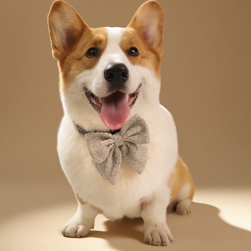 Dog wearing a bow tie dog collar
