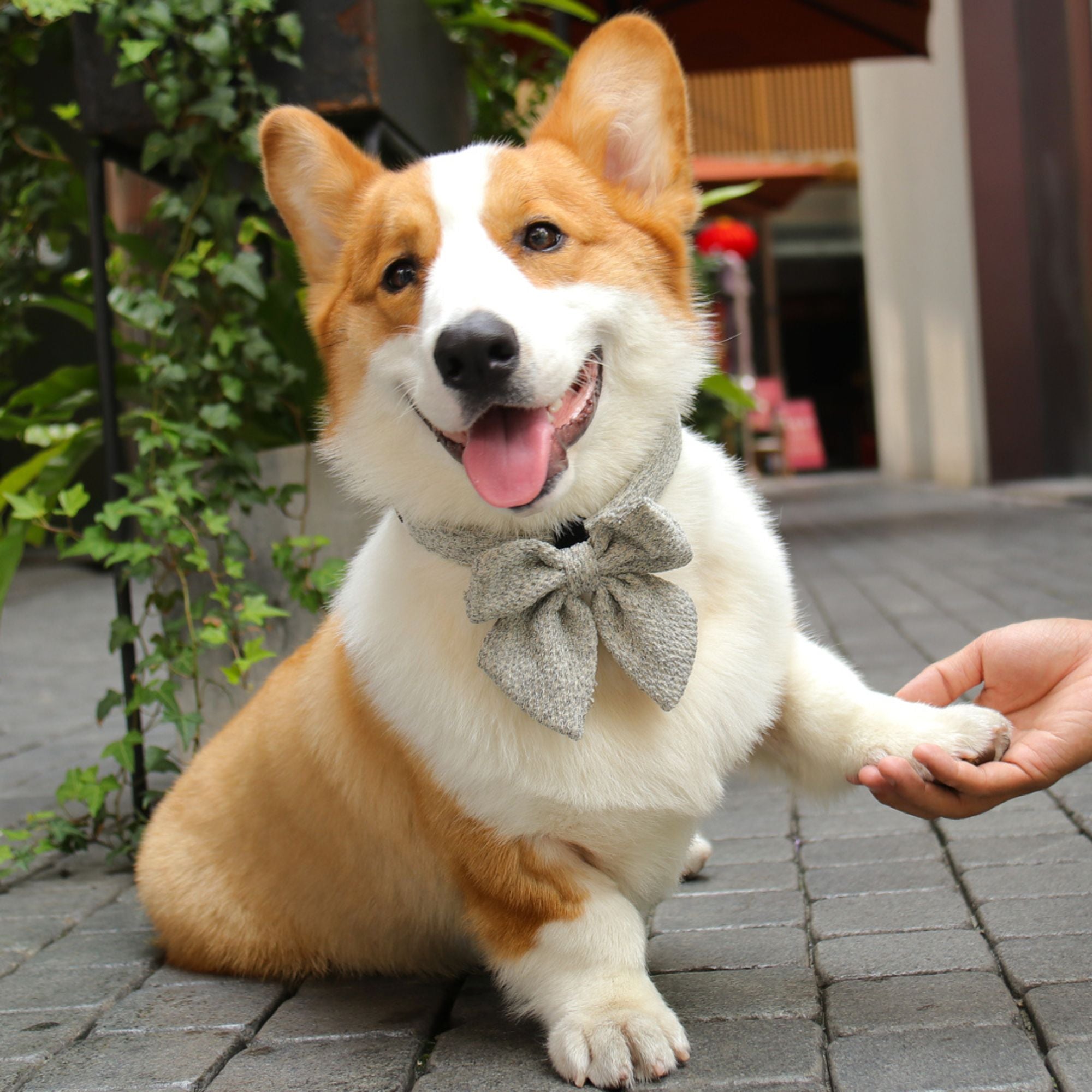 Corgi dog wearing a bow tie sitting on a sidewalk with a person's hand petting it.