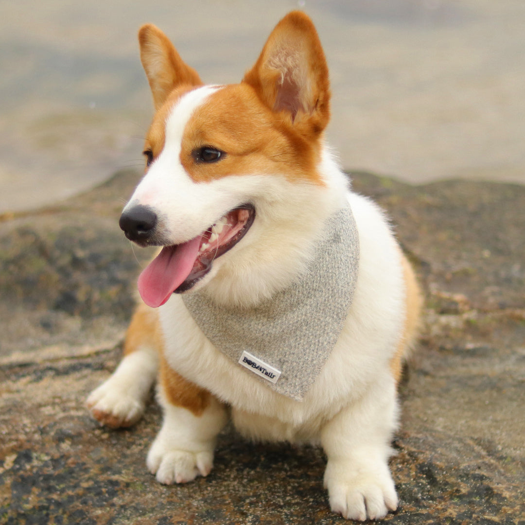 Corgi wearing a taupe chunky knitted dog bandana, standing on a rocky surface.
