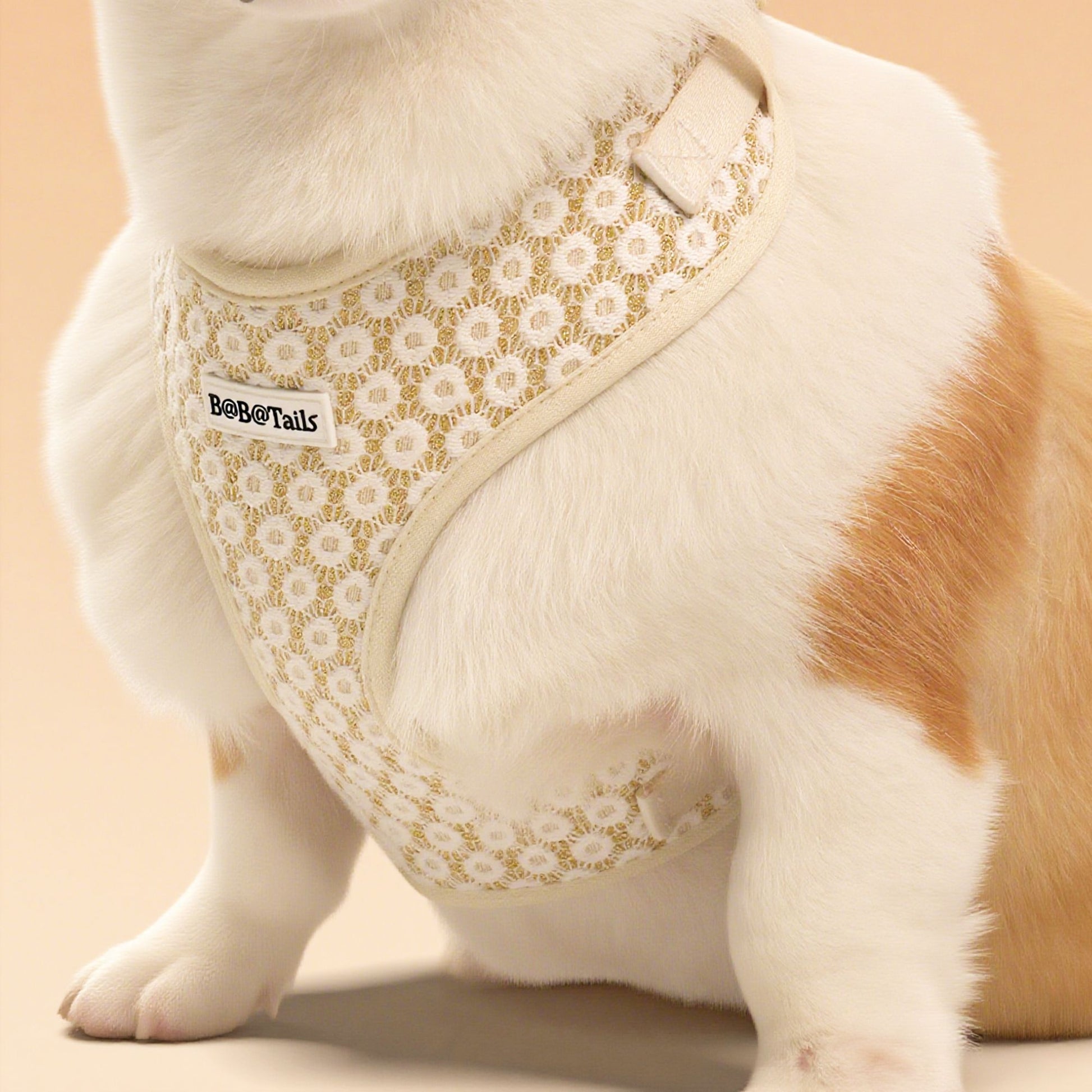 a medium size dog corgi wearing a floral harness on the floor-bobotails