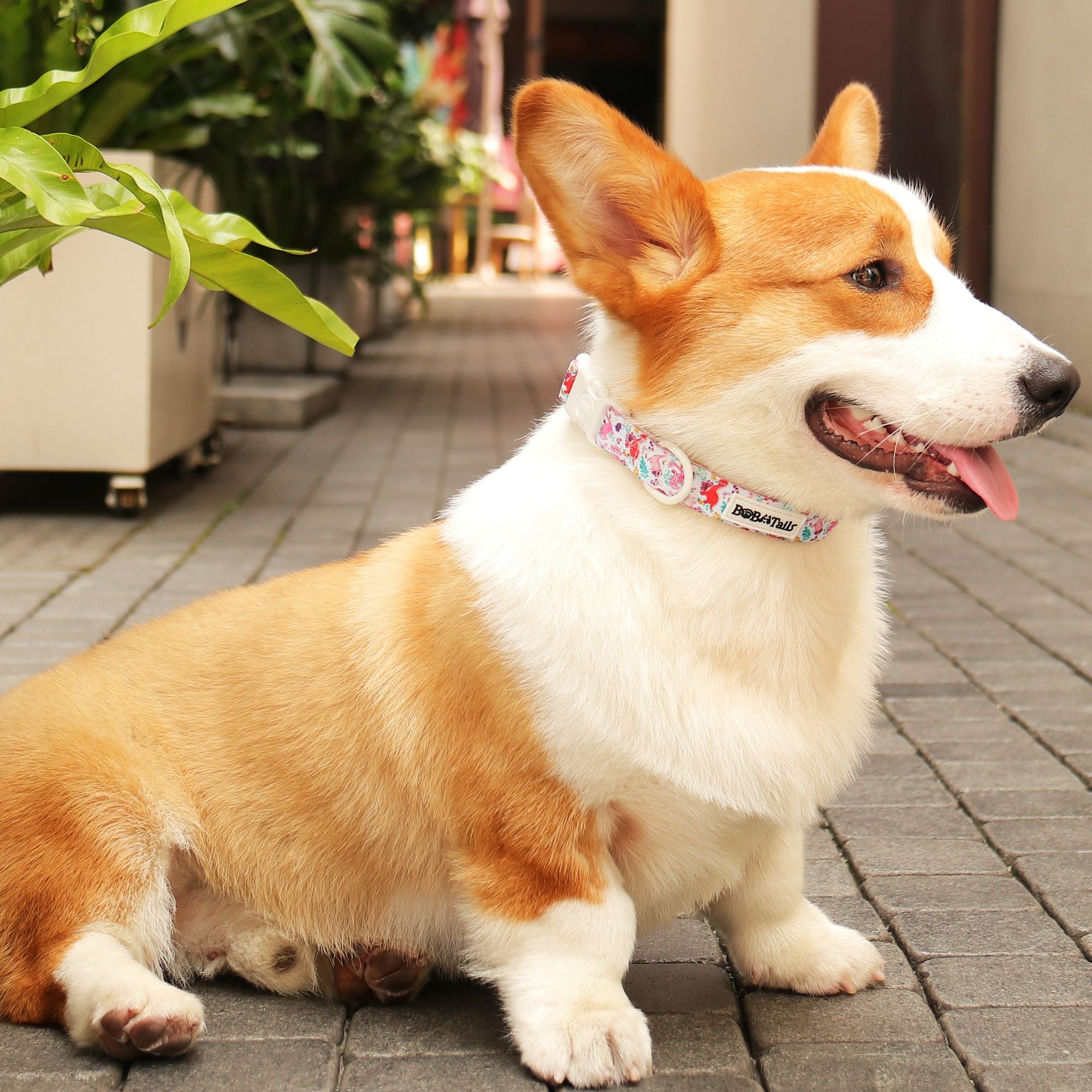 dinosaur printed training dog collars  designed to match the harness and owner accessories in a coordinated system