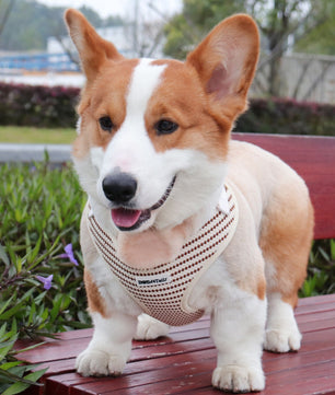 Medium size dog Corgi  wearing a Bobotails small grain harness on a wooden bench outdoors