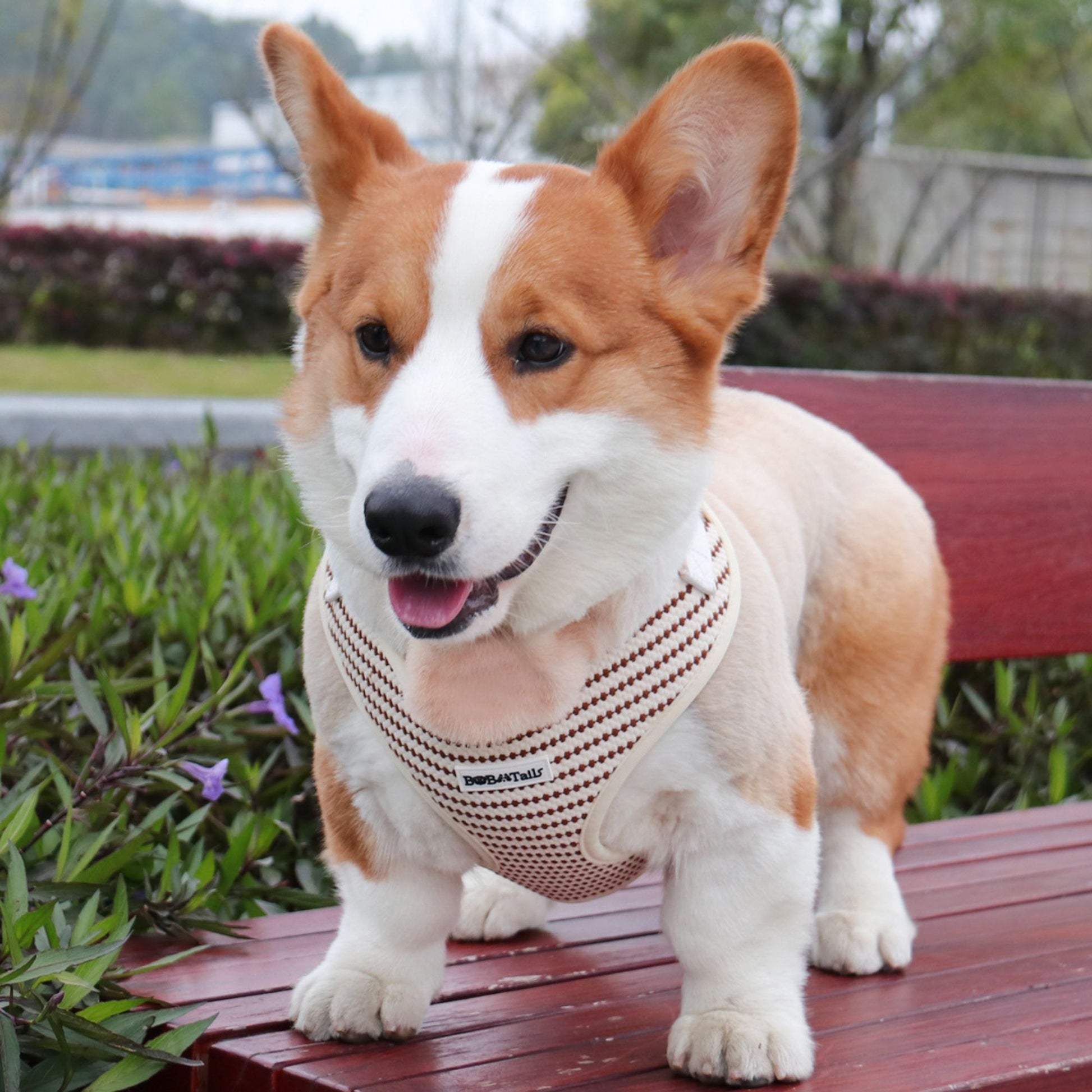 Medium size dog Corgi  wearing a Bobotails small grain harness on a wooden bench outdoors
