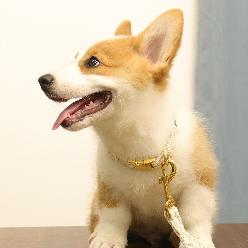 floral brilliance dog leash and collarmatching the harness and owner accessories in a coordinated set