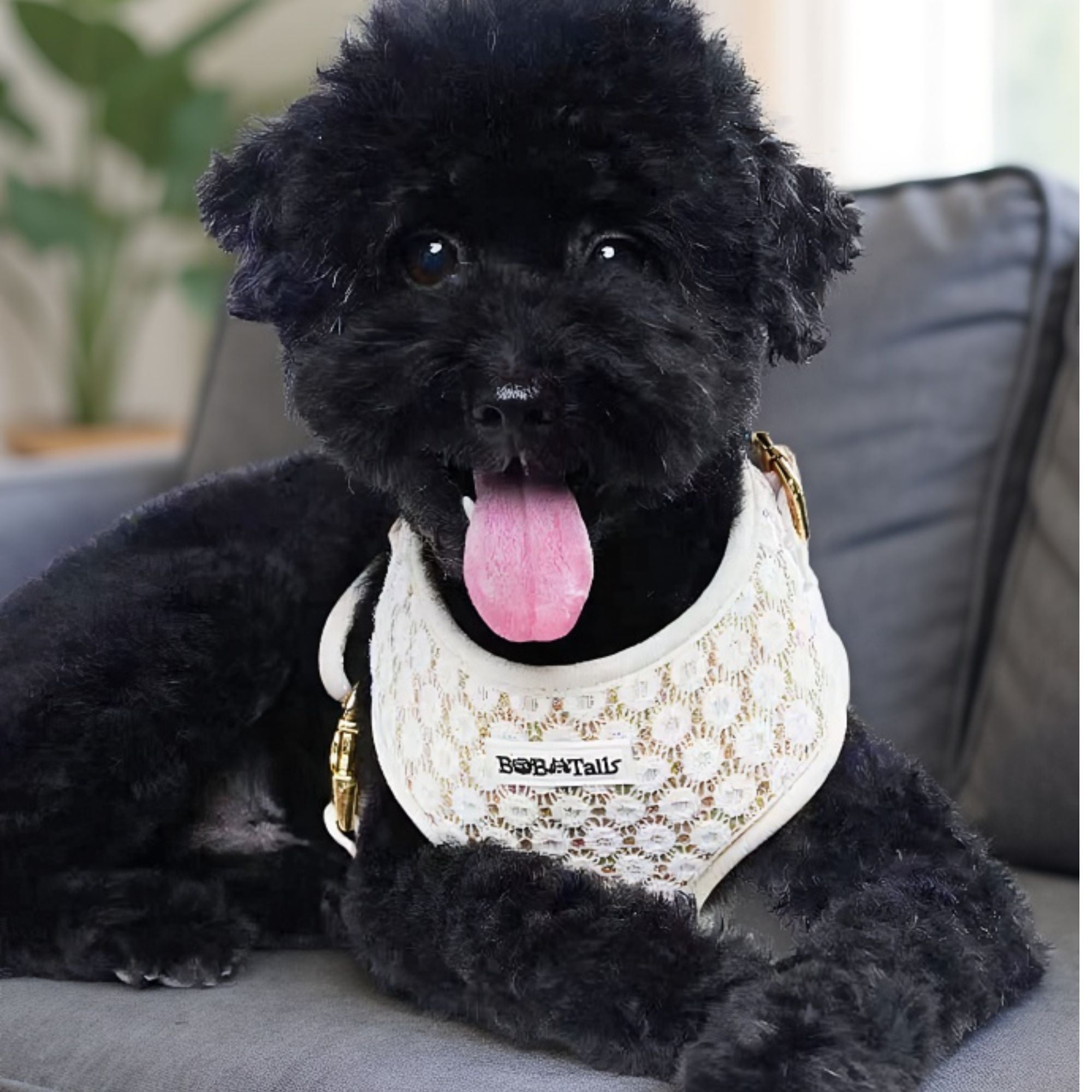 Teddy small size dog wearing floral brilliance harness on sofa