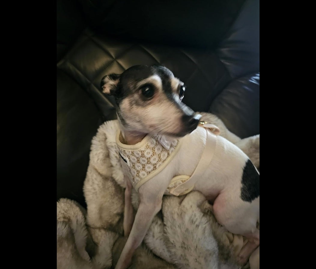  floral brilliance best harness for small dogs  matching dog and owner accessories designed as one coordinated system