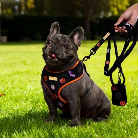 halloween dog harnes and leash set for bulldog -bobotails