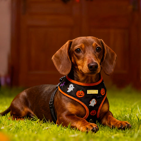 Dachshund wearing a Halloween-themed harness on grass