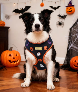 A Border collie wearing a Halloween-themed harness in a decorated room with pumpkins and bats.