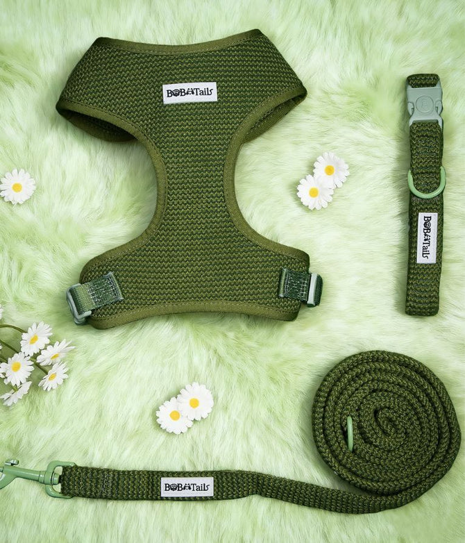 Green dog harness, collar, and leash set on a light green textured background with small white flowers.