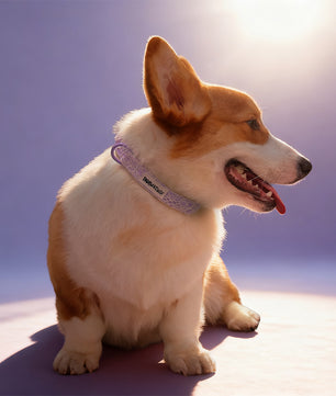  lavender lace best dog training  collars matching the lavender lace harness and owner accessories for daily dog walks