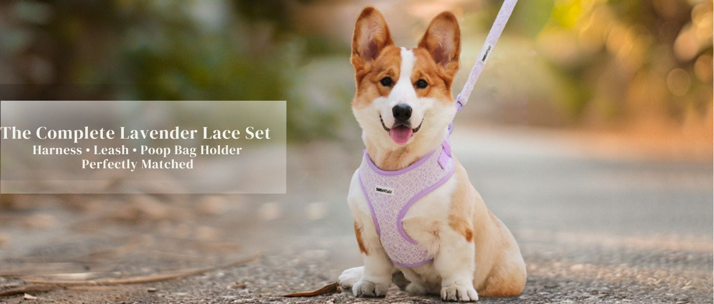 lavender lace dog lead and harness sets designed as part of a matching dog and owner accessory system for everyday walks