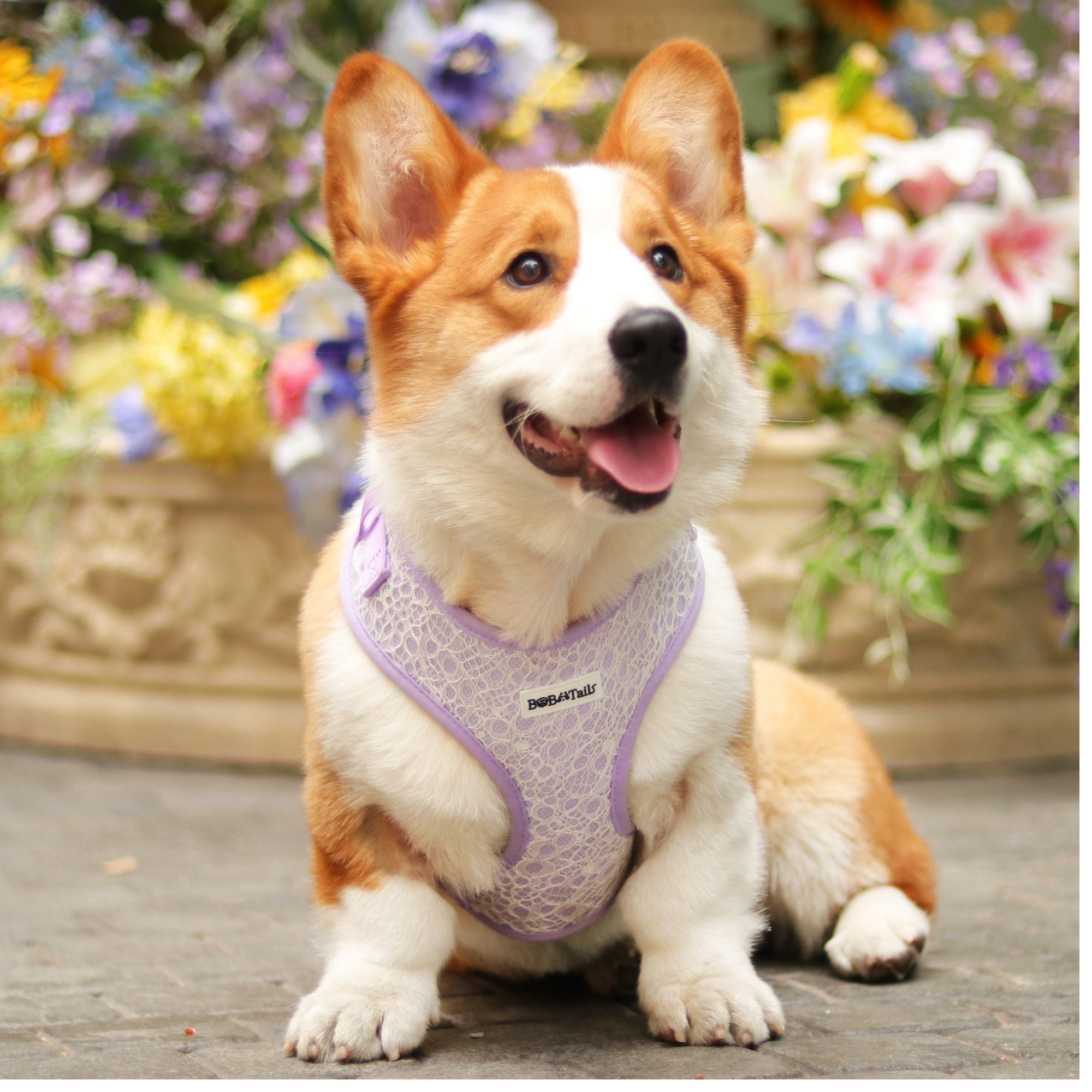 lavender lace dog walking accessories design as part of matching system