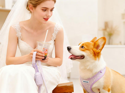 Woman in a wedding dress with a dog wearing a Bobotails lavender lace purple harness and dog accessories both sitting on a couch.