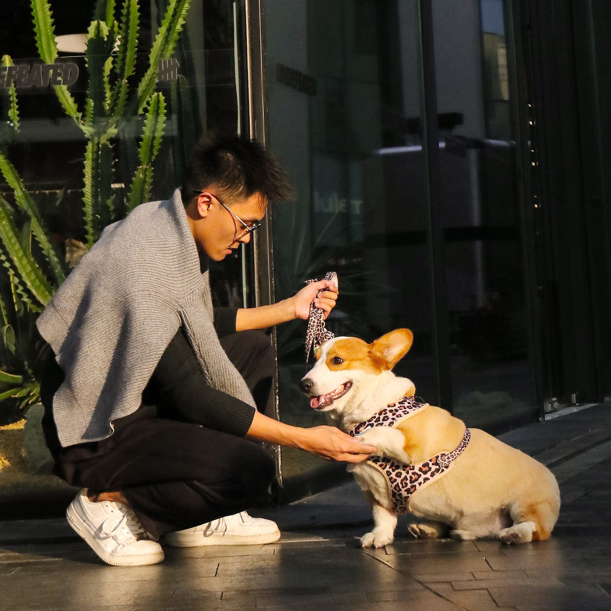 Dog wearing a leopard harness as part of a complete dog and owner matching accessory set