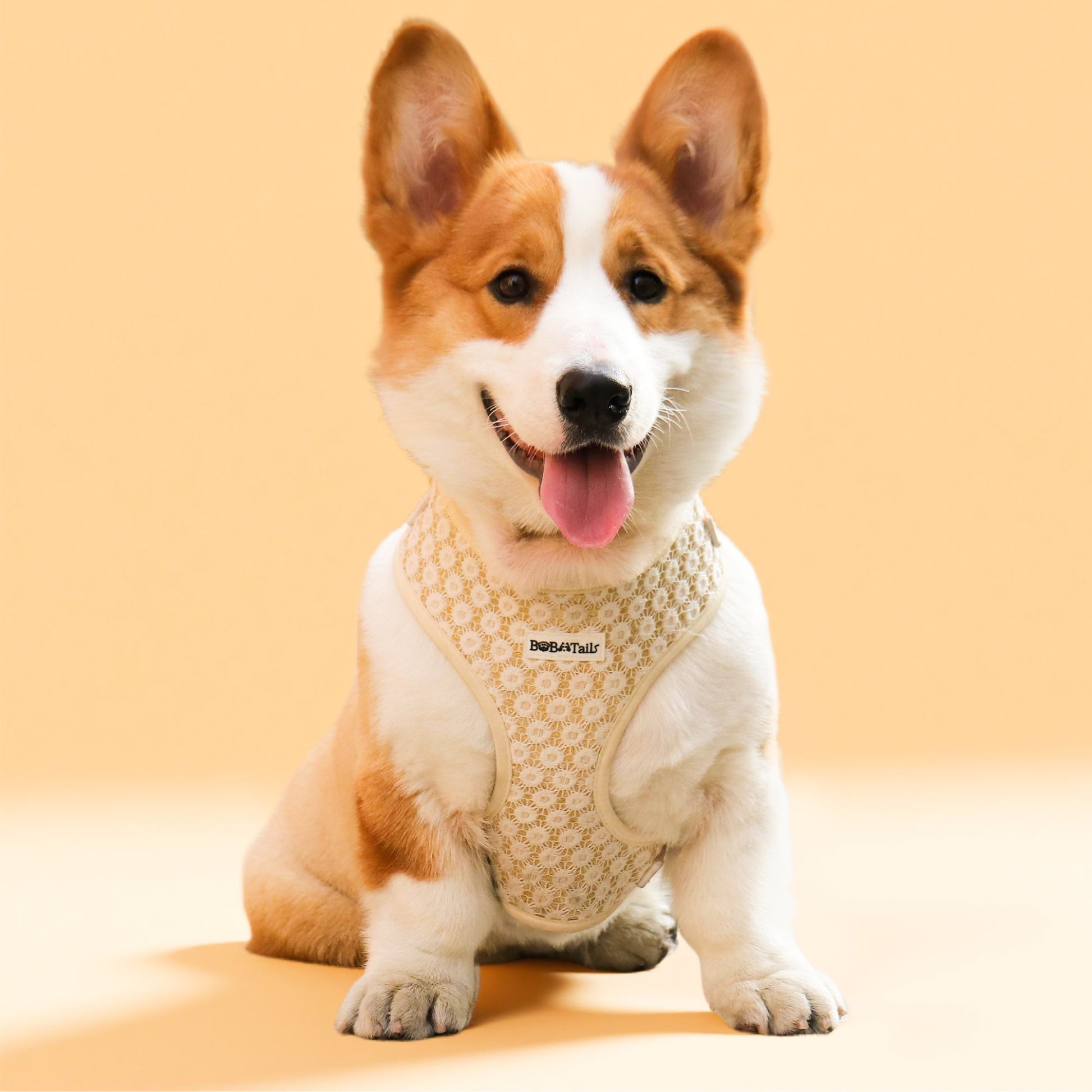 luxury dog harness to match dog owners outfits -bobotails