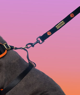 Morning Glory Dog Lash