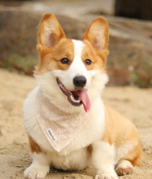 morning glory biscuit bandanas designed to complement the harness and accessories within the set