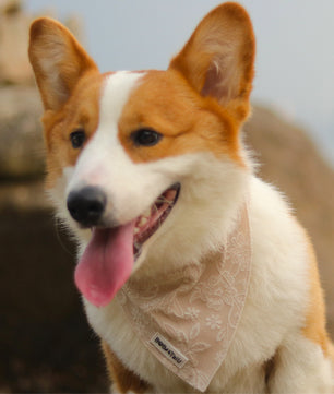 morning glory biscuit bandanas for dog designed to complement the harness and accessories within the set