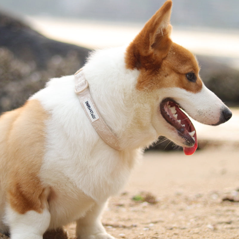 morning glory biscuit best collars for dogs designed to match the harness and owner accessories in a coordinated system