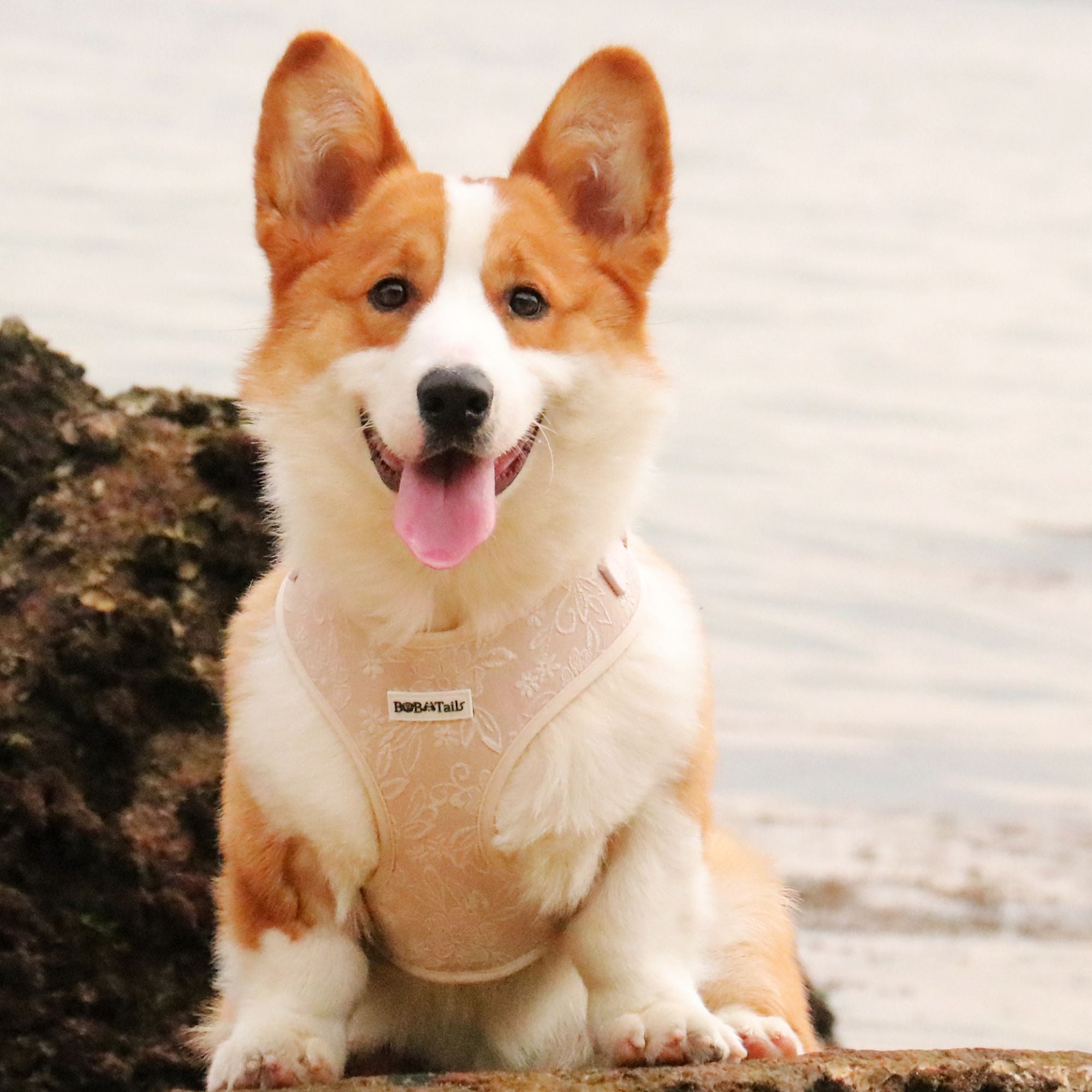 morning glory biscuit best dog harness for running designed as part of a matching dog and owner accessory system for everyday walks