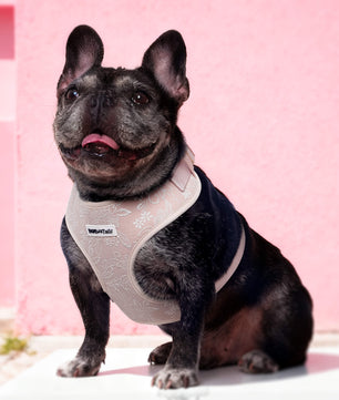 morning glory biscuit  best dog harness for walking as part of a coordinated dog and owner accessory system