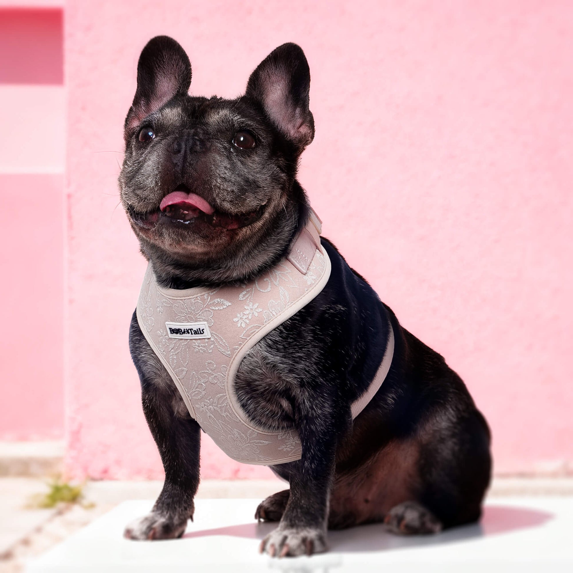 morning glory biscuit  best dog harness for walking as part of a coordinated dog and owner accessory system