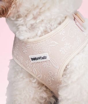 morning glory biscuit  best non pull dog harness  as part of a coordinated dog and owner accessory system