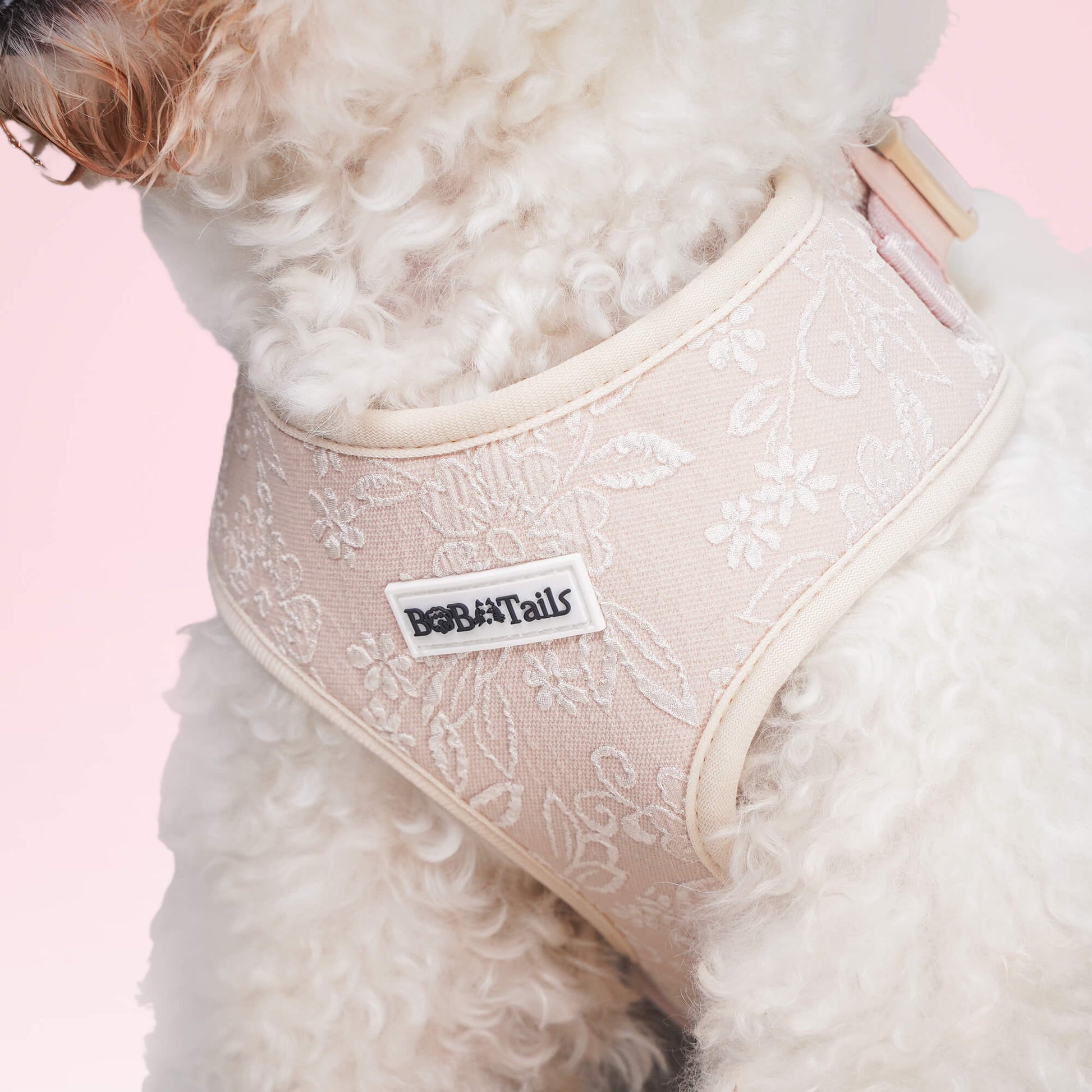 morning glory biscuit  best non pull dog harness  as part of a coordinated dog and owner accessory system