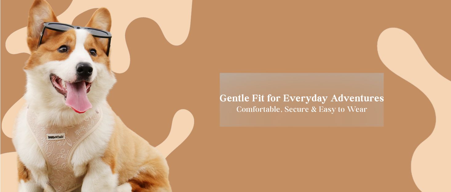 morning glory biscuit best small dog harness showing fit and comfort within a coordinated dog and owner matching system