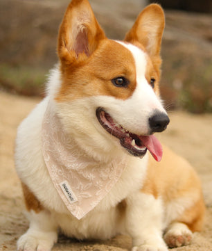 morning glory biscuit dog bandanas designed to complement the harness and accessories within the set